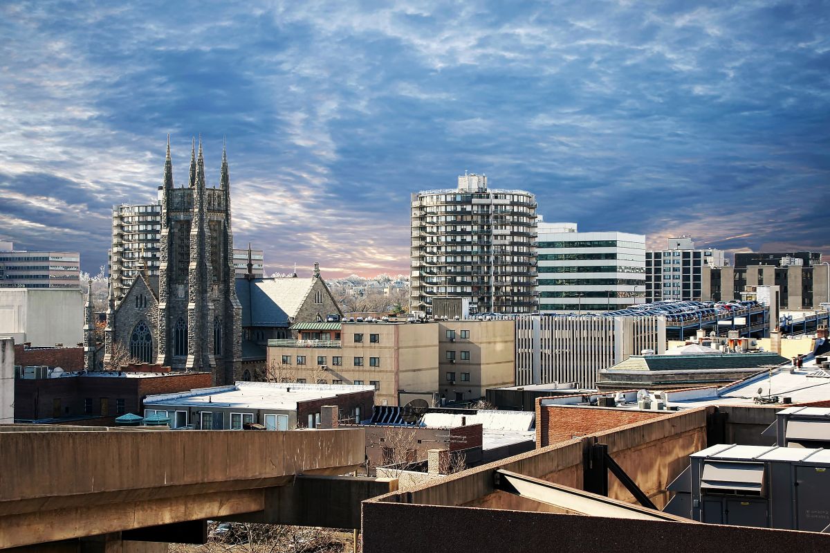 Local Arborist Pruning in Stamford, CT