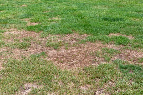 Damaged Grass Repair Service
