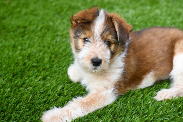 Dog Turf Installation Service