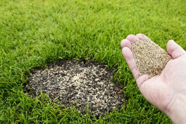 Grass Repair Service