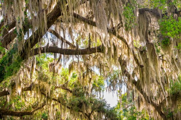 Spanish Moss Treatment Service