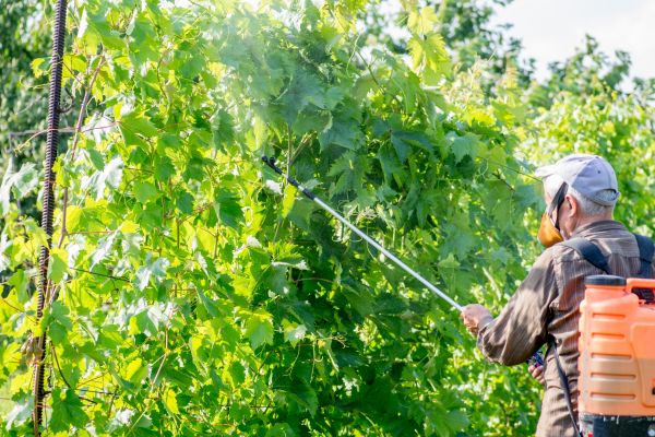 Arborist Spraying Service