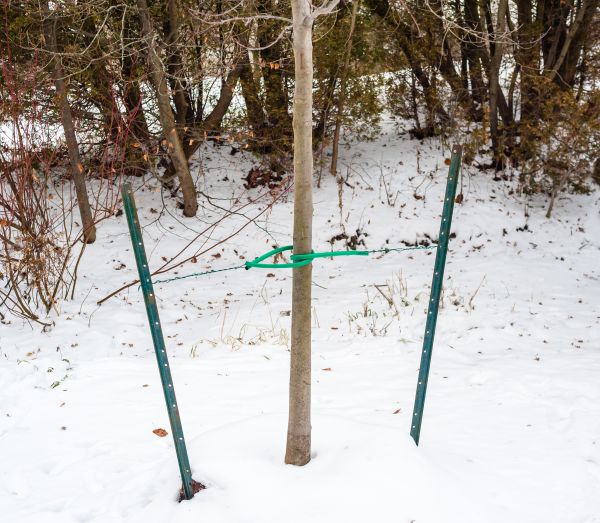 Tree Stabilization Service