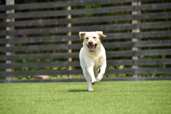 Pet Friendly Turf Installation Service