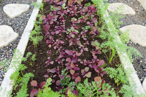 Flower Bed Curbing Service