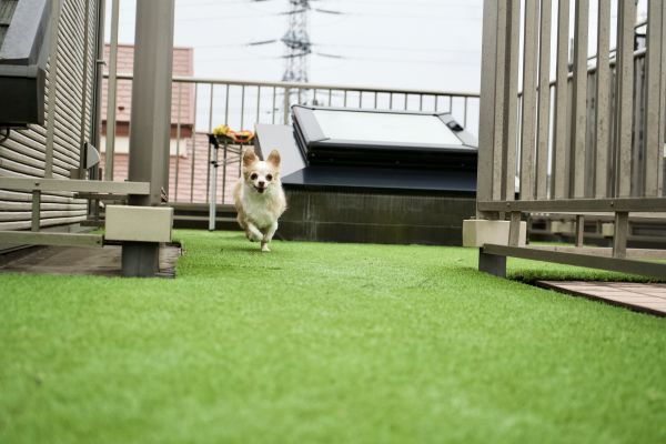 Synthetic Pet Grass Install