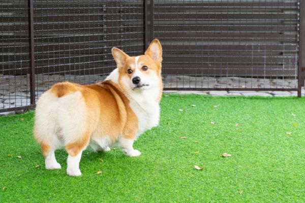 Pet Play Area Turf Install