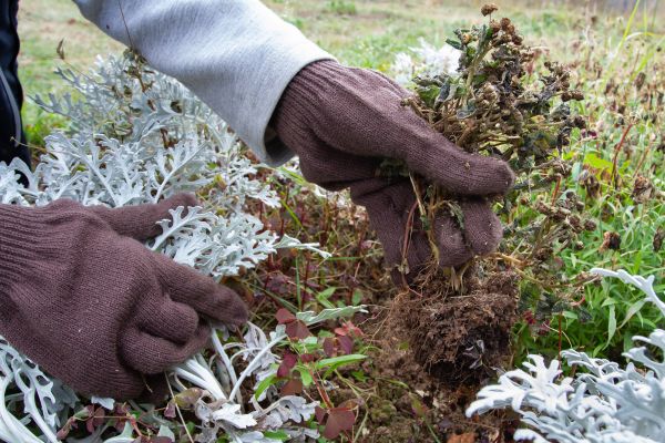 Ground Cover Removal Service