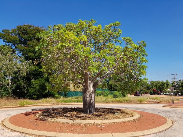 Tree Edging Installation Service