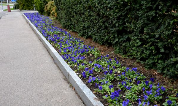 Landscaping Curb Installation Service