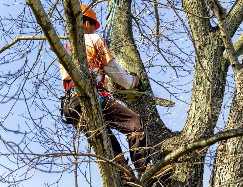 Local Arborist Pruning in Carmel, NY