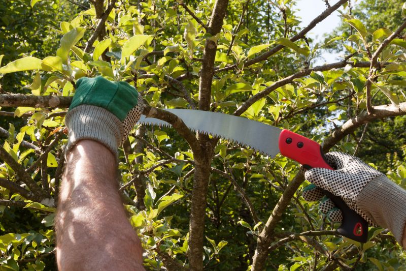 Local Arborist Pruning in Hoboken, NJ