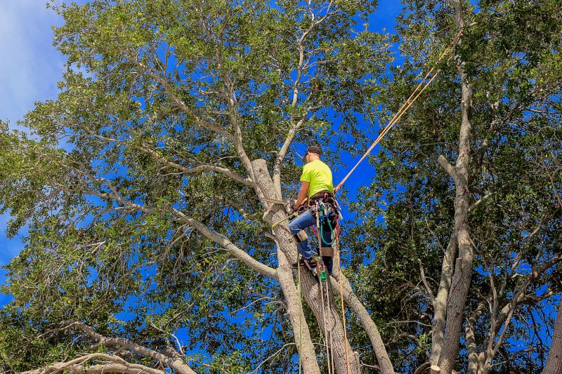 Local Arborist Pruning in Monsey, NY