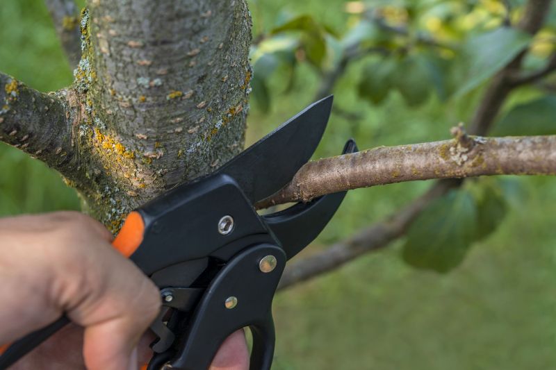 Local Arborist Pruning in Reno, NV