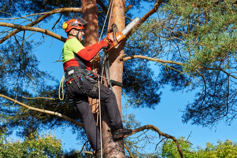 Local Arborist Pruning in Sparks, NV