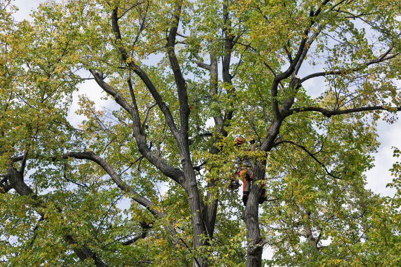 Local Arborist Pruning in Sparks, NV