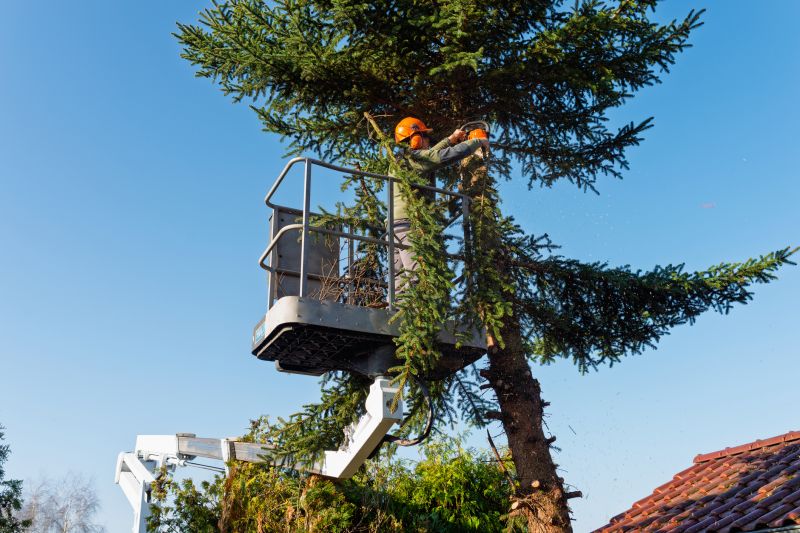 Local Arborist Tree Service in Denville, NJ