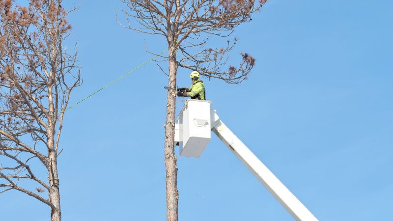 Local Arborist Tree Service in East Orange, NJ
