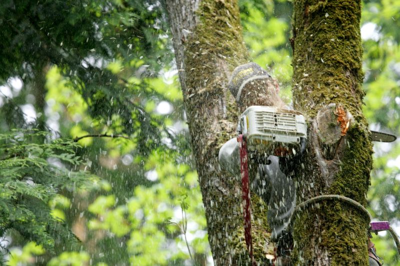 Local Arborist Tree Service in Hackensack, NJ