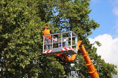 Local Arborist Tree Service in Hoboken, NJ