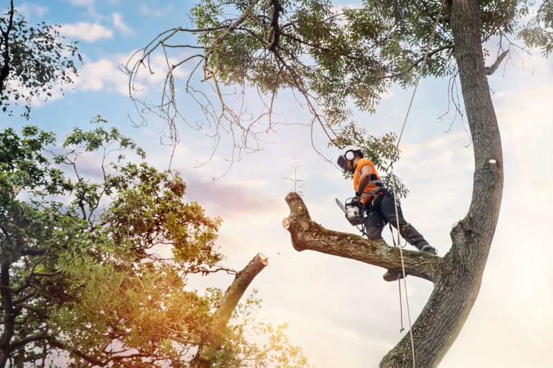 Local Arborist Tree Service in Mamaroneck, NY