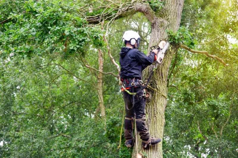 Local Arborist Tree Service in Morristown, NJ
