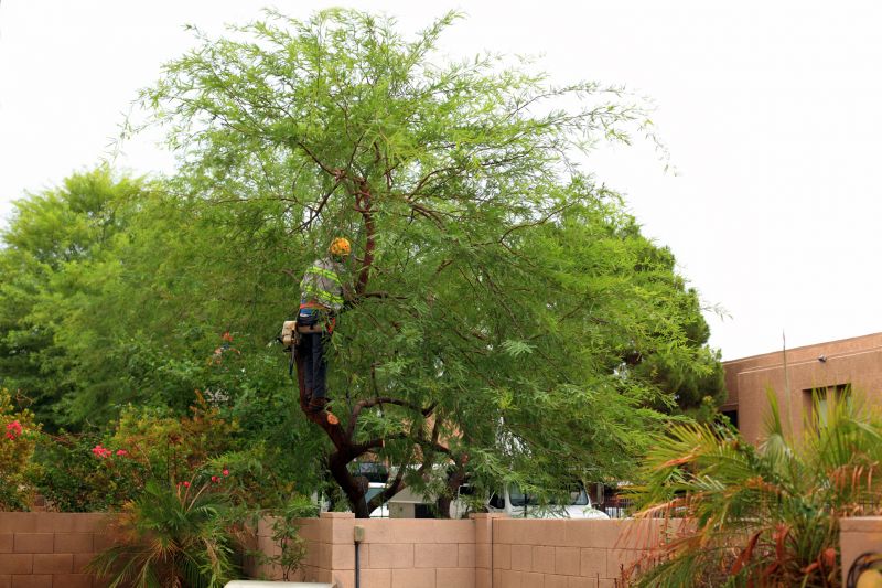 Local Arborist Tree Service in San Carlos, CA