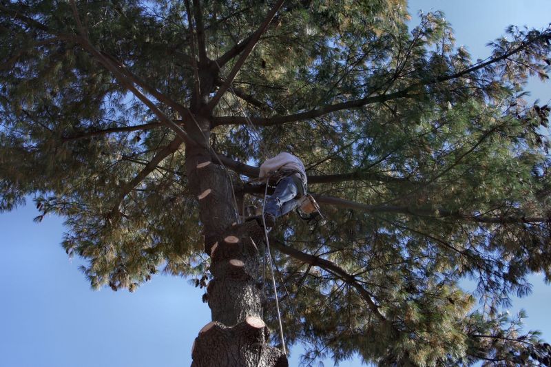 Local Arborist Tree Service in Teaneck, NJ