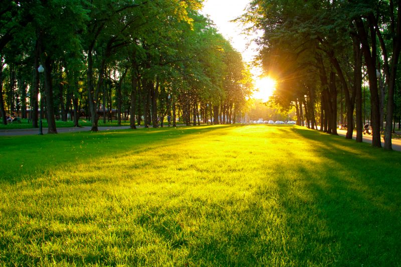 Local Commercial Landscape Service in New Braunfels, TX