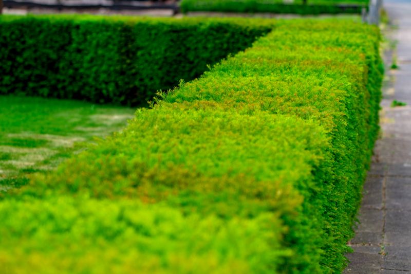 Local Hedge Installation in Elgin, TX