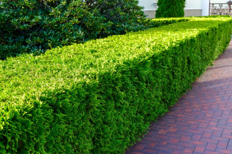 Local Hedge Installation in Leander, TX