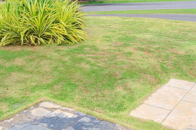 Local Lawn Repair Service in Kerrville, TX