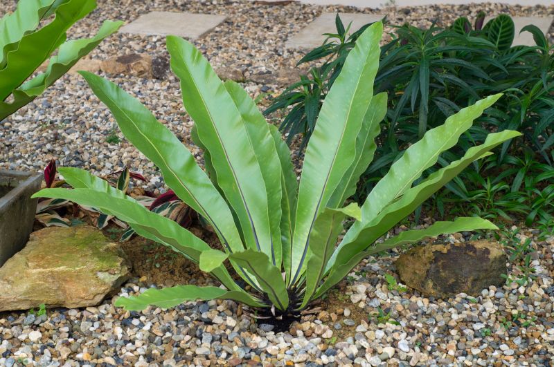 Local Pea Gravel Delivery in Suitland, MD