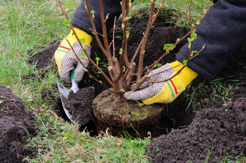 Local Shrub Replacement in Bulverde, TX