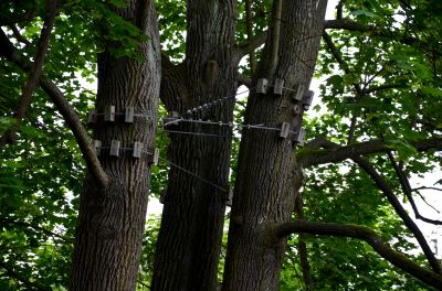 Local Tree Cabling Service in Mahopac, NY