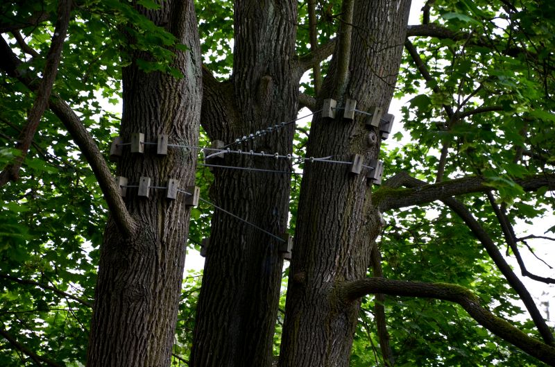 Local Tree Cabling Service in Nutley, NJ
