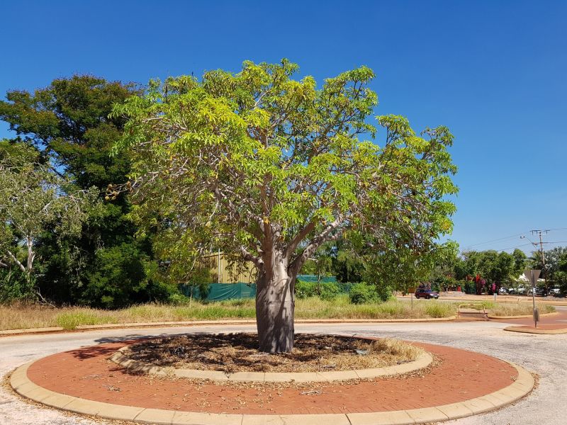 Local Tree Curbing Installation in Jarrell, TX
