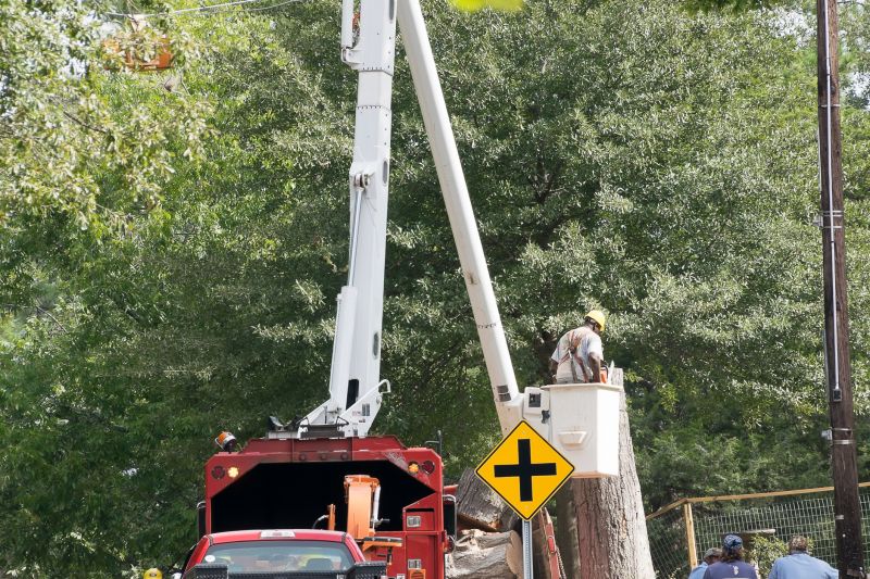 Local Tree Installation Service in Dripping Springs, TX