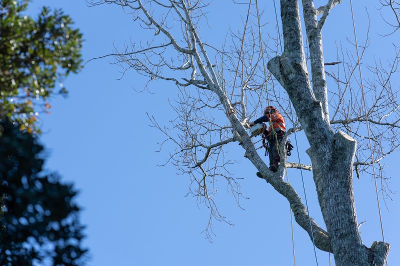 Local Tree Installation Service in Goose Creek, SC