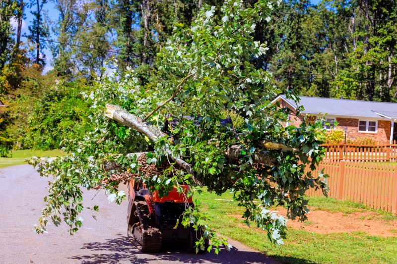 Local Tree Installation Service in Kingsland, TX
