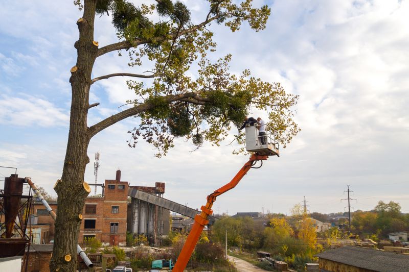Local Tree Installation Service in Leander, TX