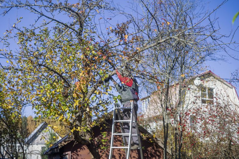 Local Tree Installation Service in Lubbock, TX
