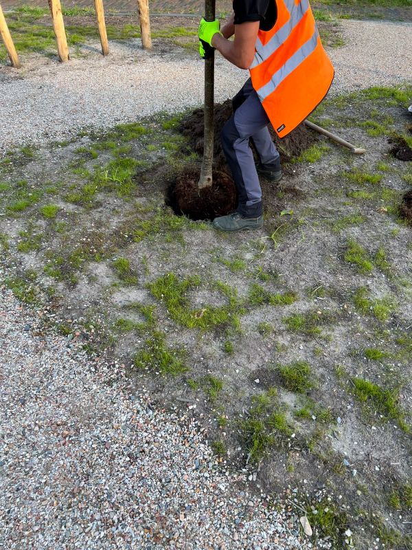 Local Tree Planting Service in Liberty Hill, TX