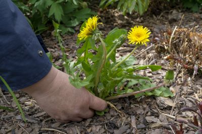 Local Weeding And Mulching in Georgetown, TX